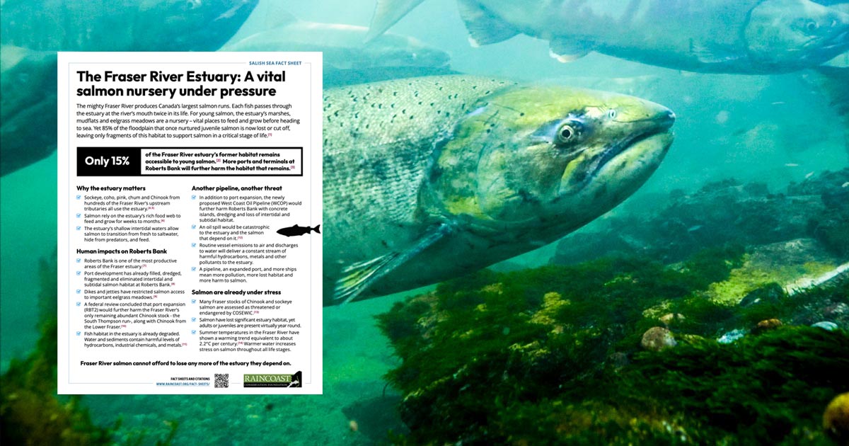 The Fraser River Estuary: A vital salmon nursery under pressure