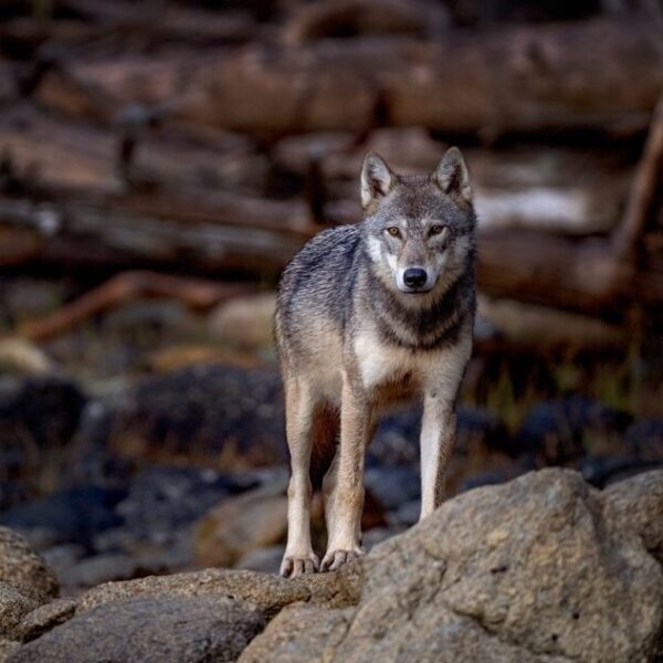 Through the lens: Celebrating the coastal grey wolf and Canada Post’s wolf stamp