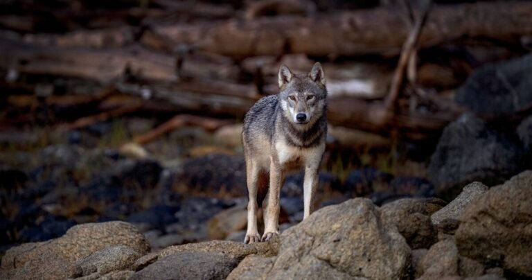 Through the lens: Celebrating the coastal grey wolf and Canada Post’s wolf stamp
