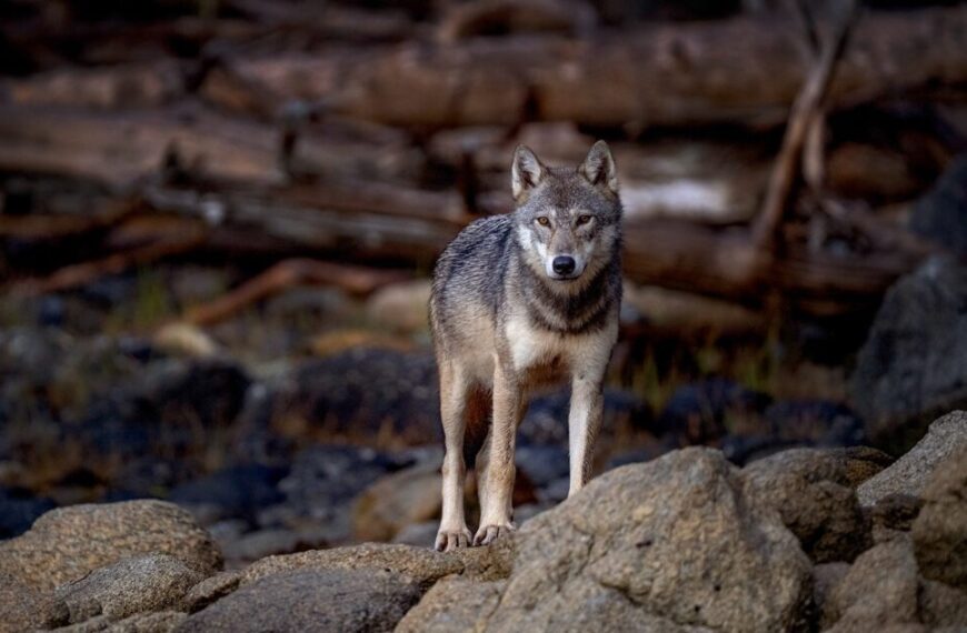A coastal grey wolf stands on rocky ground, looking directly at the camera, with logs and blurred vegetation in the background—an image reminiscent of those featured on a striking wolf stamp by Canada Post.