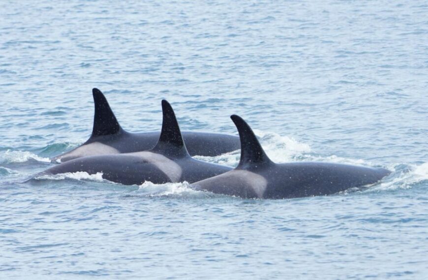 Three orcas swim close together at the surface of a blue ocean, their dorsal fins visible above the water, not far from the Fraser River Estuary—a region impacted by fast-track projects like the Canada oil pipeline.
