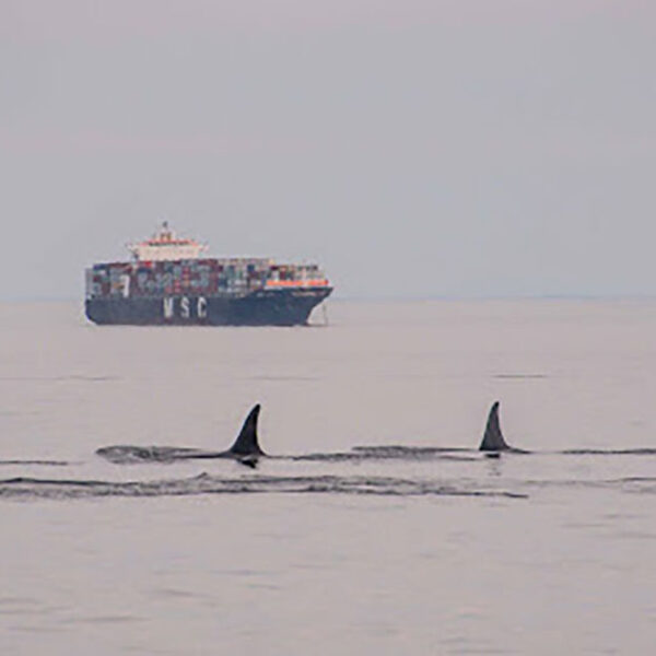 Fast-tracking an oil pipeline to the Fraser River Estuary gambles with salmon and killer whales
