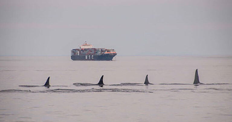 Fast-tracking an oil pipeline to the Fraser River Estuary gambles with salmon and killer whales