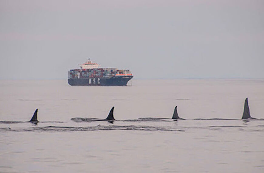 Four orca dorsal fins break the water’s surface in the Fraser River Estuary in front of a distant cargo ship.
