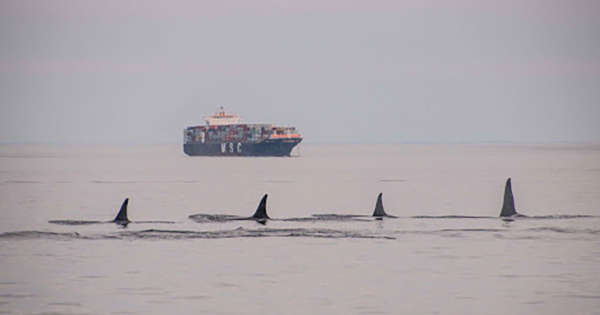 Fast-tracking an oil pipeline to the Fraser River Estuary gambles with salmon and killer whales