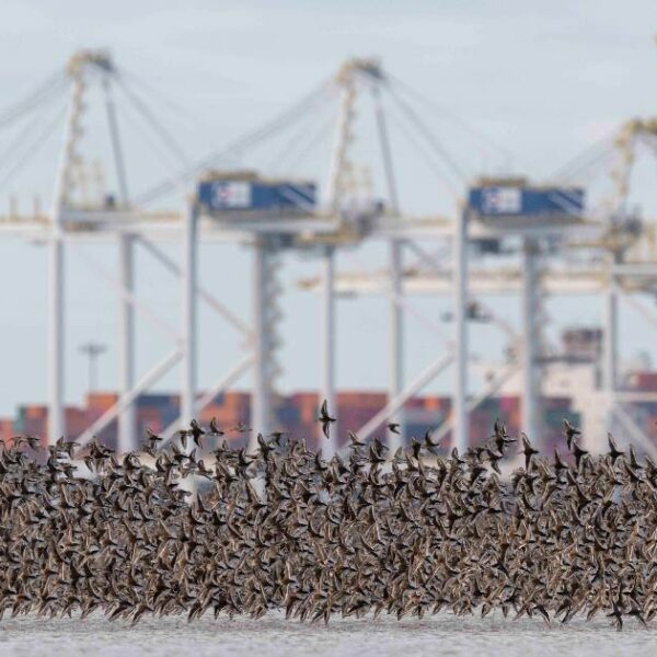 Listing Roberts Bank Terminal 2 as a Project of National Interest