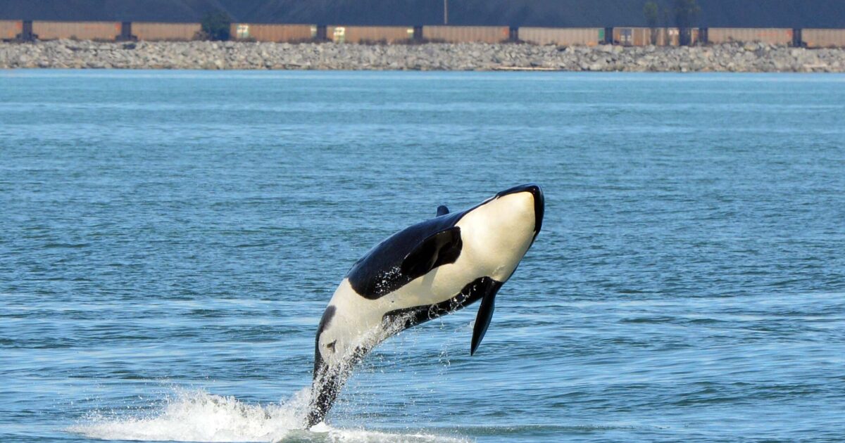 Ottawa’s designation of RBT2 as a project of national interest is designed to circumvent Canada’s Species at Risk Act and avoid protecting endangered killer whales