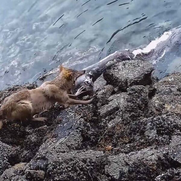 The wild diet of sea wolves
