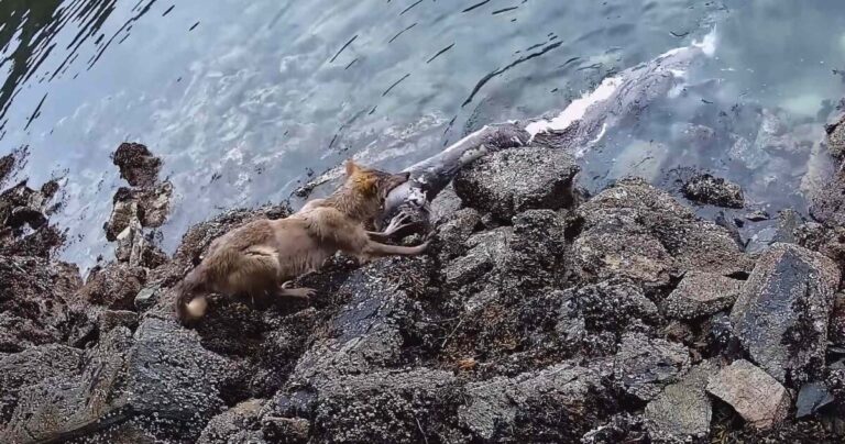 The wild diet of sea wolves