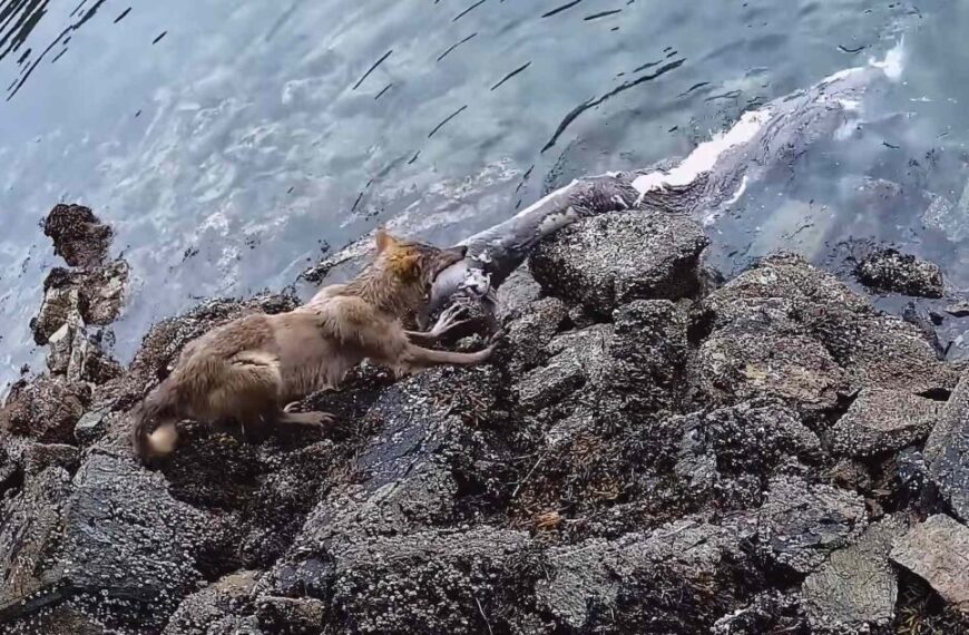 The wild diet of sea wolves
