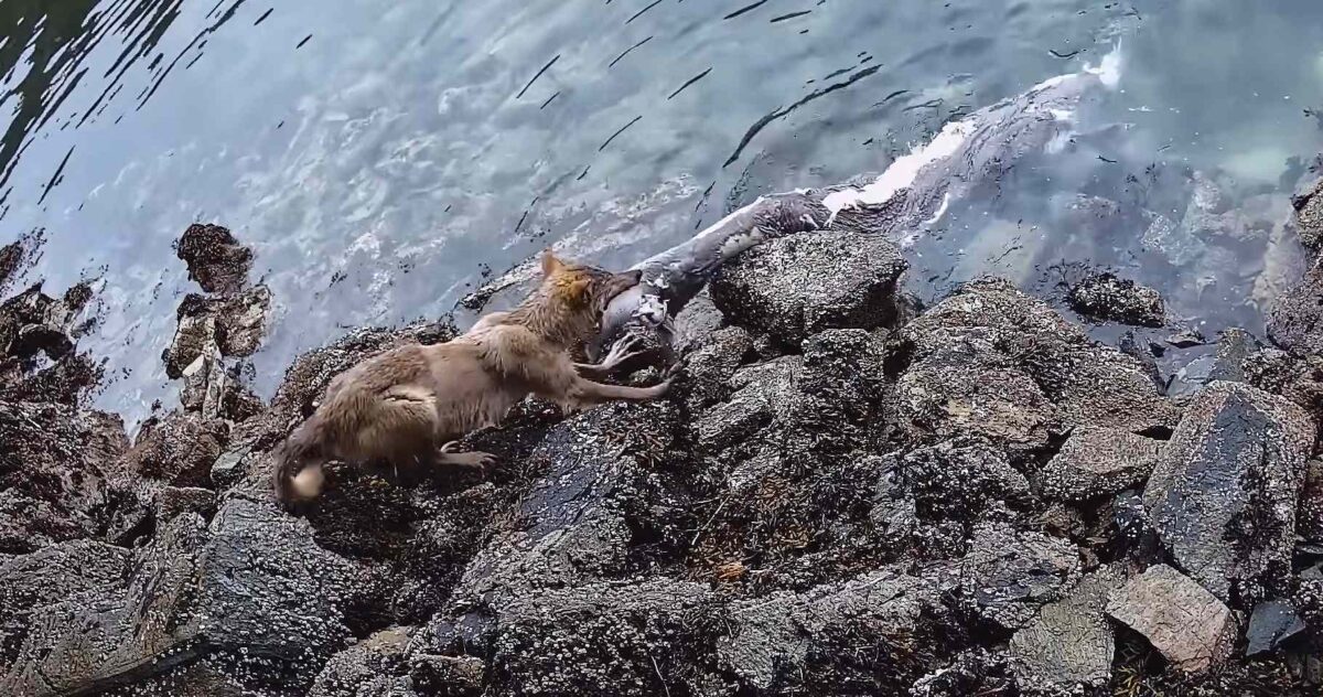 The wild diet of sea wolves